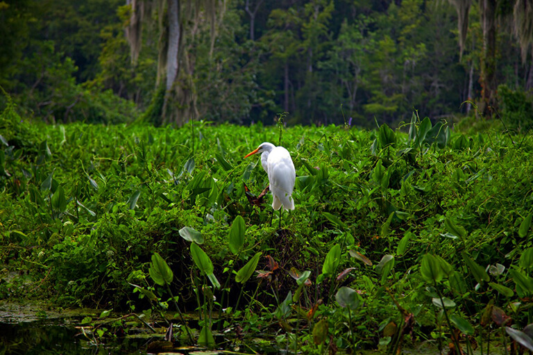 Great Egret in a wet Florida Habitat