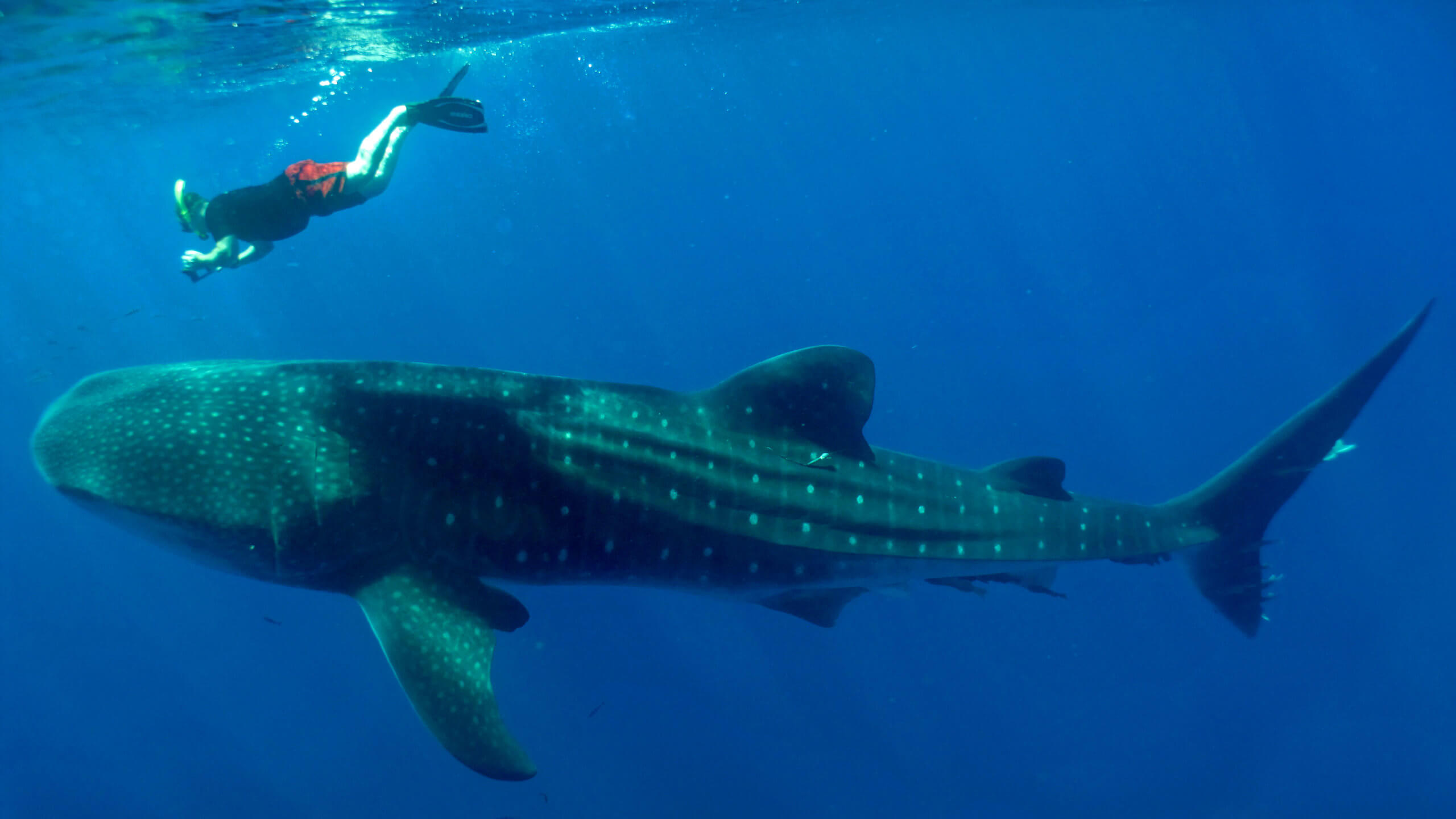 Whale Sharks of the World: think + drink / science