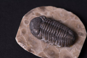 Trilobite on exhibit at The Bishop Museum of Science and Nature