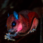 think + drink / science: Pink Flying Squirrels