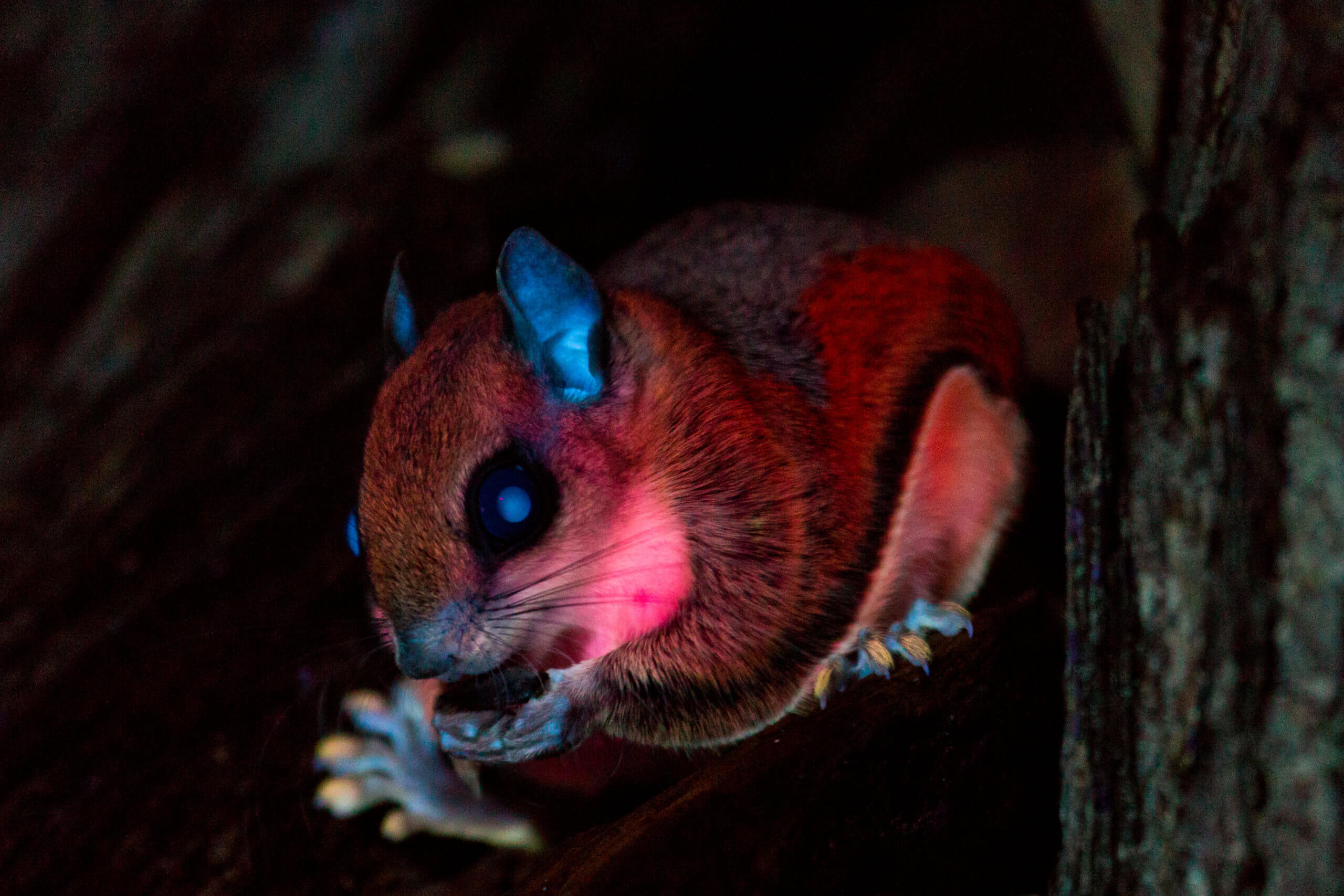 think + drink / science: Pink Flying Squirrels