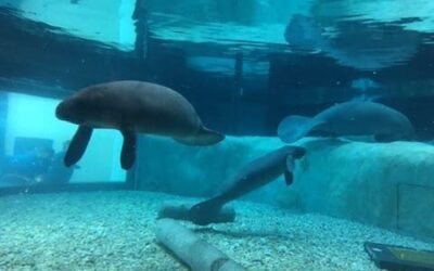 Snooty’s new pals in the Parker Manatee Aquarium!
