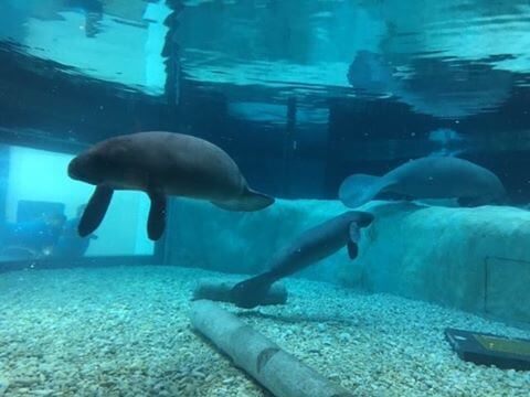 Snooty’s new pals in the Parker Manatee Aquarium!