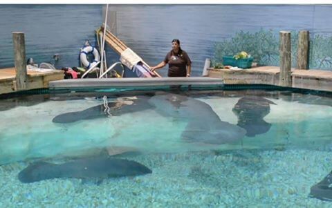 Update on Manatees Randall, Baca, and Gale