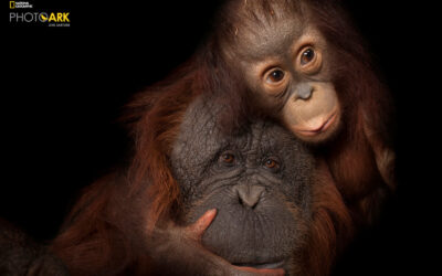 Special Exhibition is a Powerful Testament to the Planet’s Biodiversity