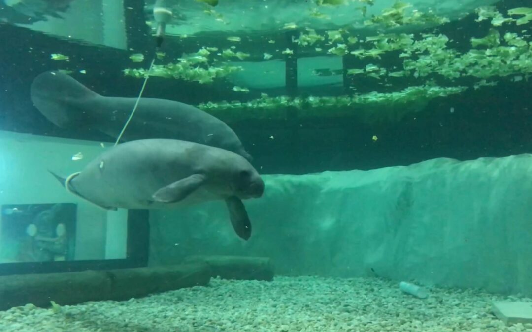 The South Florida Museum Returns Rehab Manatee Baca to the Wild
