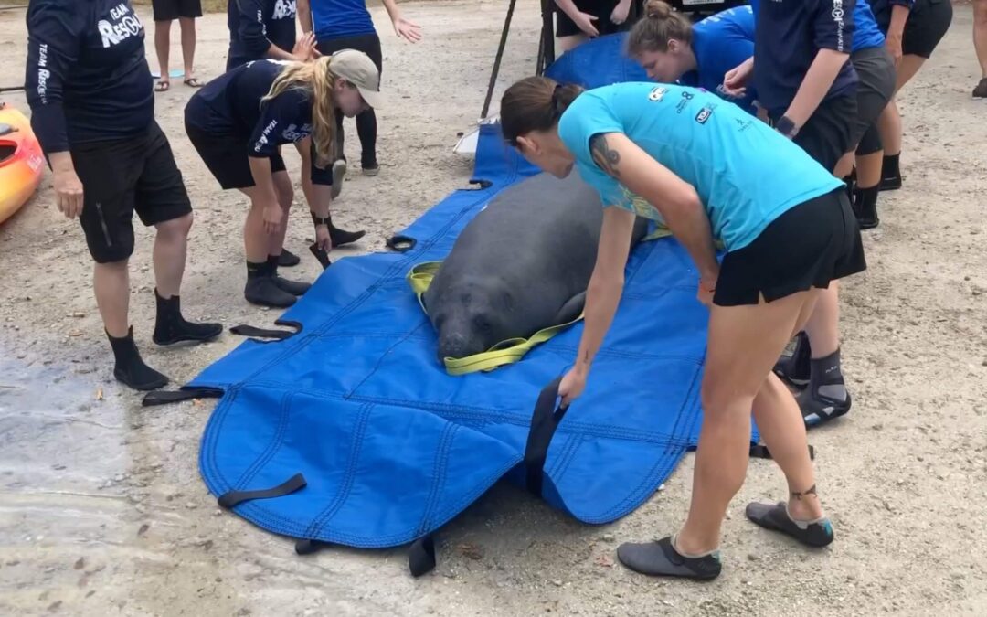 The Bishop Returns Collie the Manatee to the Wild