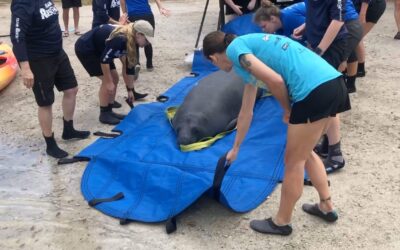 The Bishop Returns Collie the Manatee to the Wild