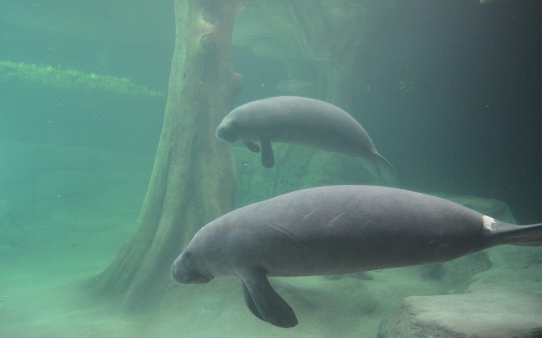 The Bishop Museum of Science and Nature Has Secured an Additional State Funded Grant to Extend Efforts for Manatee Rescue and Rehabilitation.