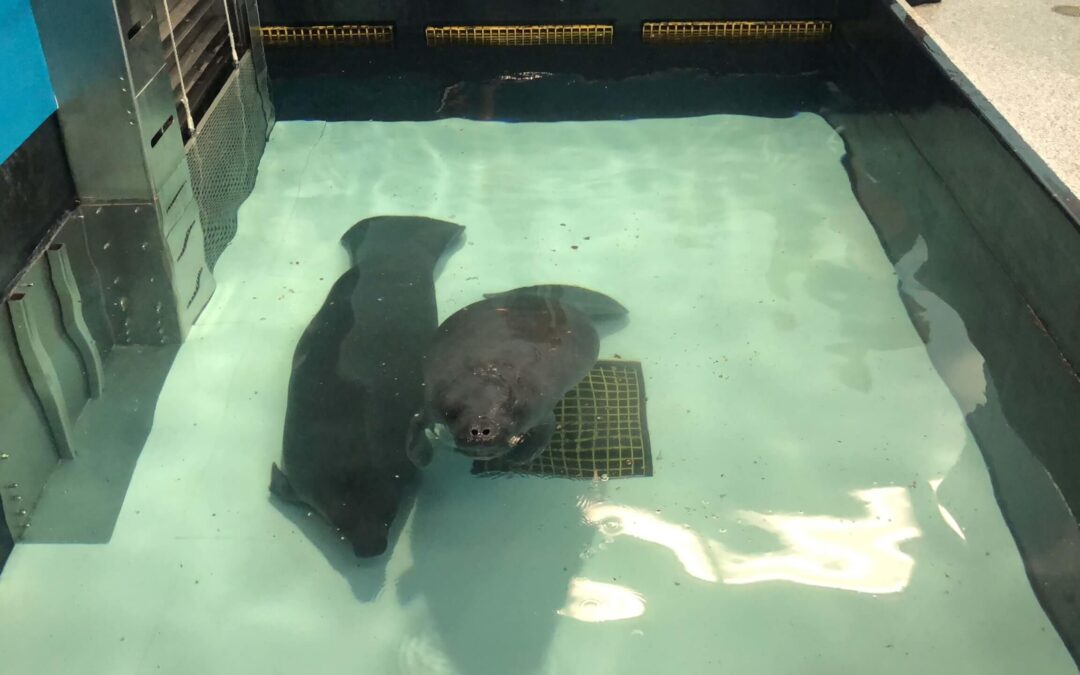 New Manatees Arrive at The Bishop for Rehabilitation