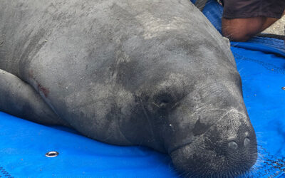 Doscal the Manatee Returned to the Wild