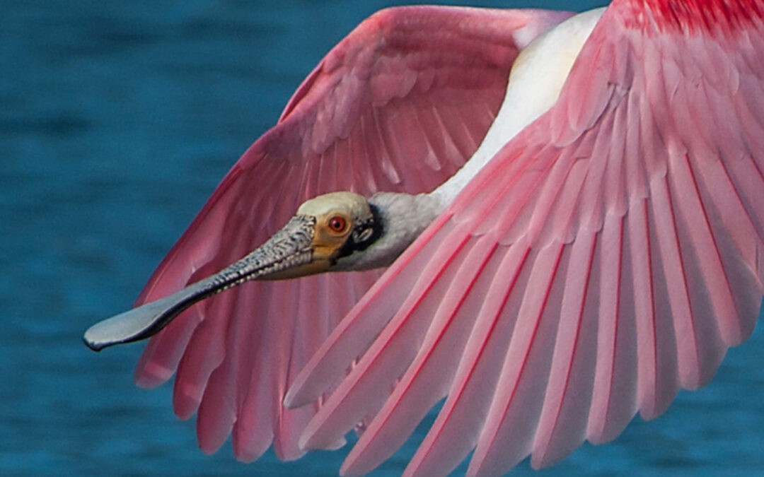 Take Flight With The Bishop’s Newest Special Exhibition: Florida Feathers: Birds in Peril