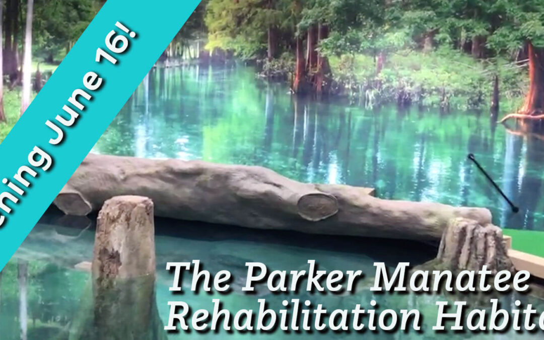 Manatee Habitat Reopening June 16