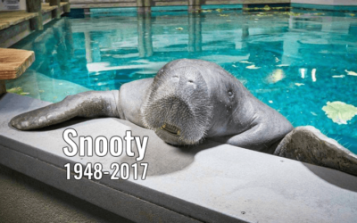 At The Bishop Mourns the Death of Snooty, the World’s Oldest-Known Manatee