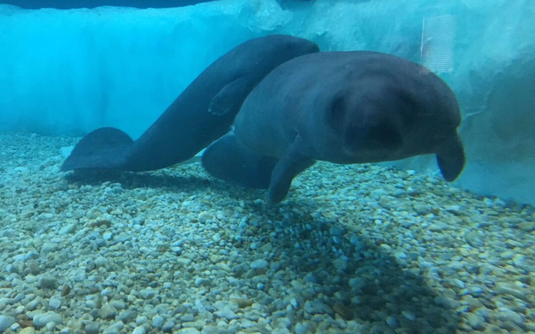 Welcome ONeil and Tannebaum & Welcome Back Baca!