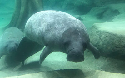 The Bishop Welcomes New Manatees