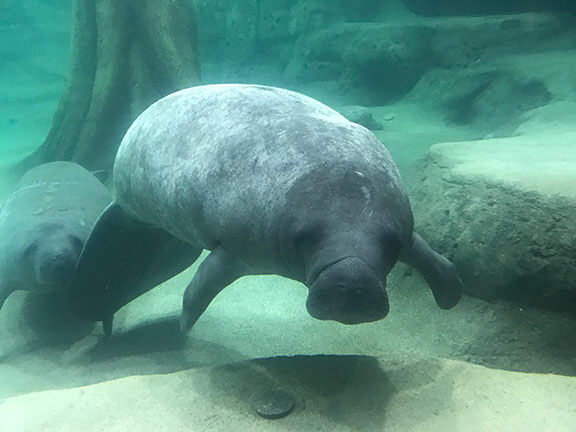 The Bishop Welcomes New Manatees