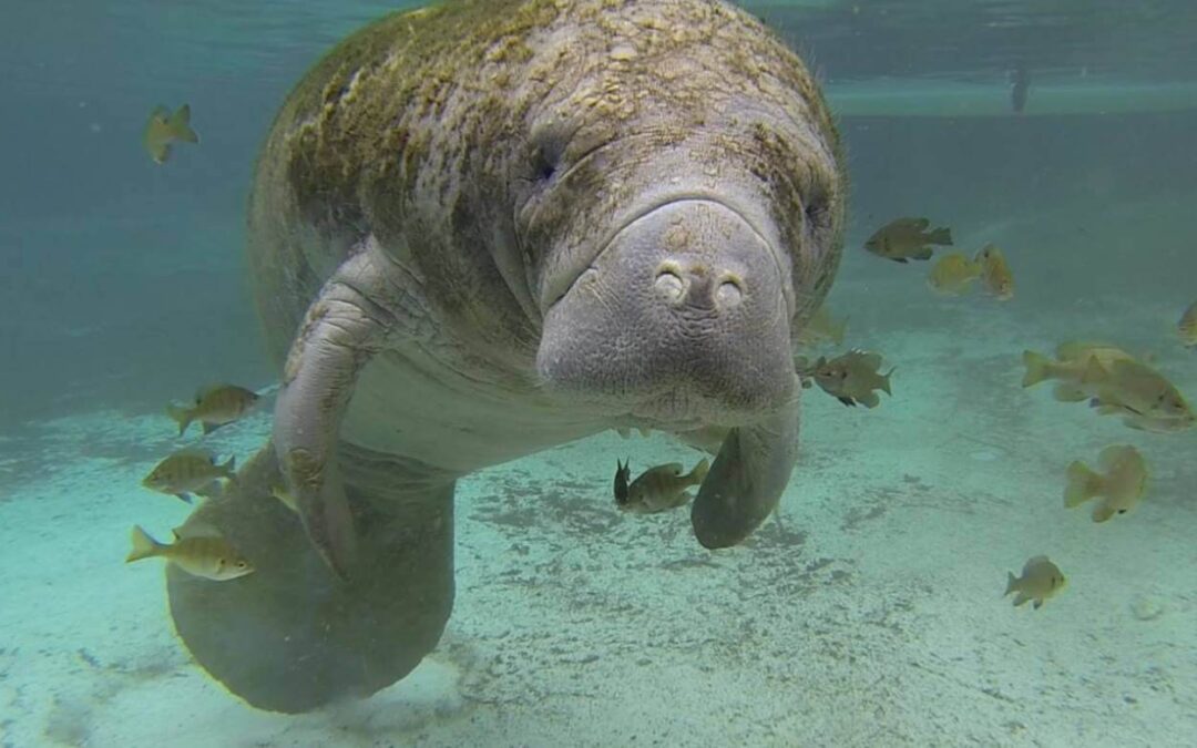 Celebrate Manatees with ﻿The Bishop in November
