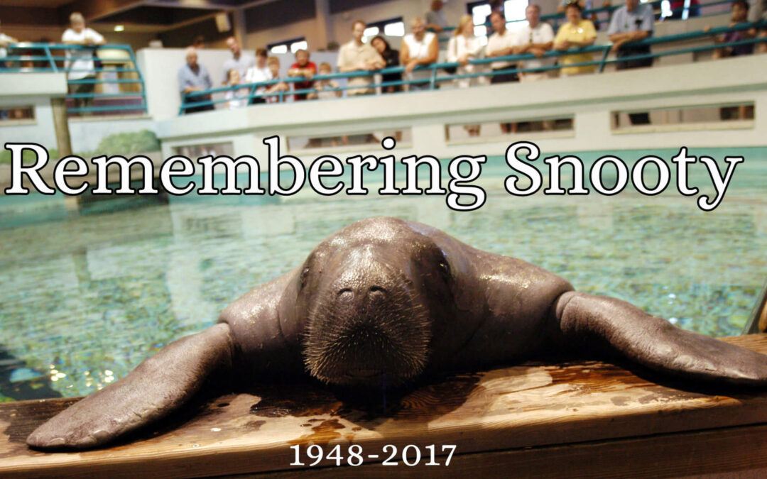 Museum Shares Final Report on Snooty’s Death
