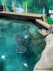 Morado and Wicket , new manatees at The Bishop.