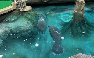 The Bishop Welcomes Two New Manatees