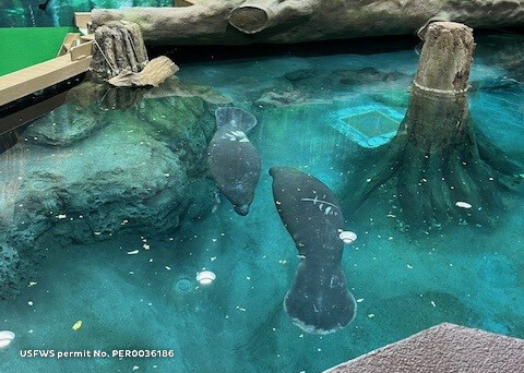 The Bishop Welcomes Two New Manatees