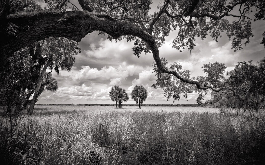 Myakka River: A Florida Treasure