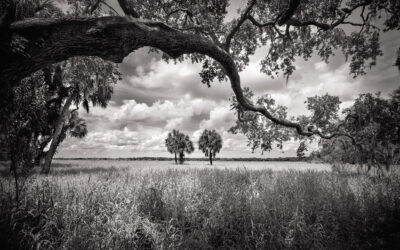 Myakka River: A Florida Treasure