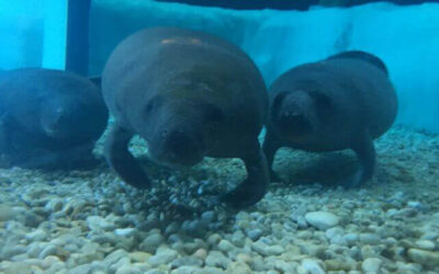 Manatees on the Move
