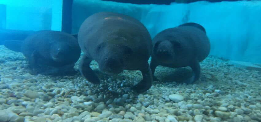 New Manatees Arrive at ﻿The Bishop for Rehabilitation