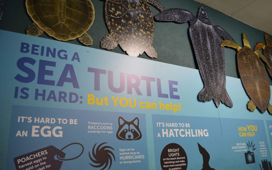 Learn About Lives of Sea Turtles in New Exhibit