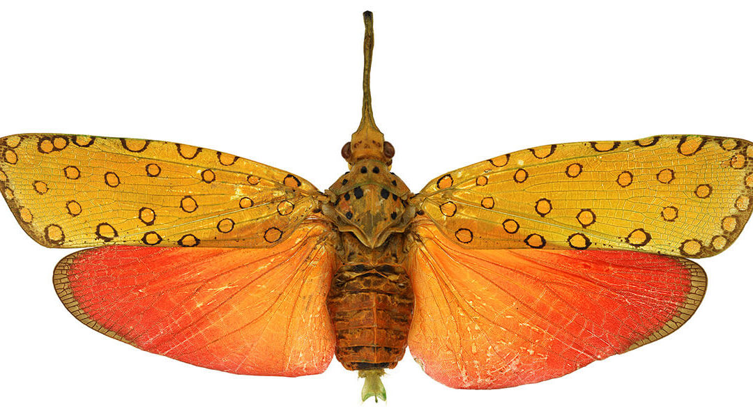 Small Wonders: Insects in Focus