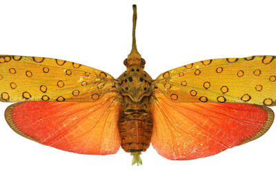 Small Wonders Exhibition Expanded