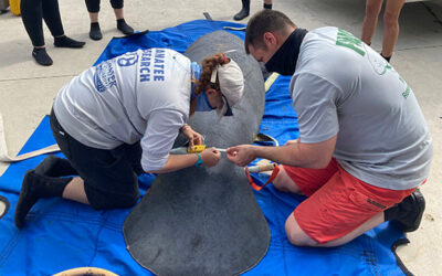 Manatees Returned to the Wild