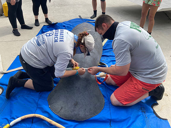 Manatees Returned to the Wild