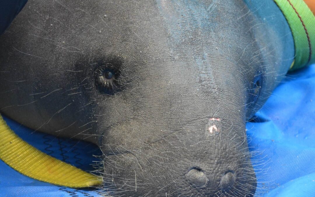 Celebrating Manatee Awareness Month