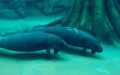 The Bishop Welcomes Two New Manatees