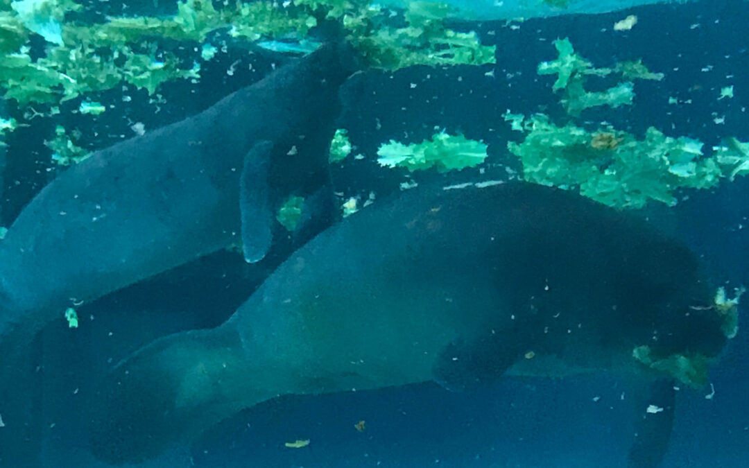 New Manatees Arrive for Rehabilitation