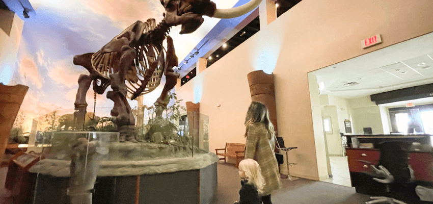 Image of a room at The Bishop Museum, featuring the skeleton of a wooly mammoth.