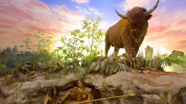 Image of a bison replica at the Bishop Museum of Science and Nature.