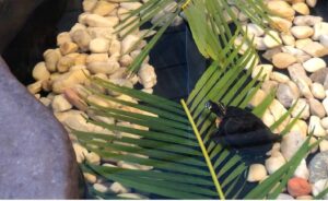 Image of the Mosaic Backyard Universe at the Bishop Museum of Science and Nature.