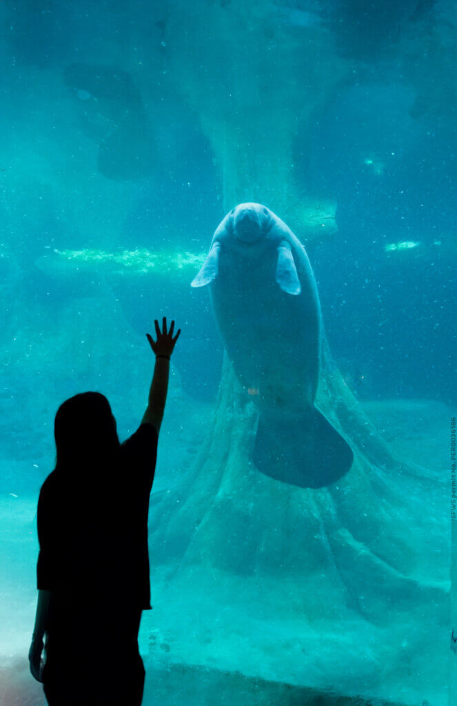 Image of a person touching the outside of a manatee tank as a manatee floats near them.