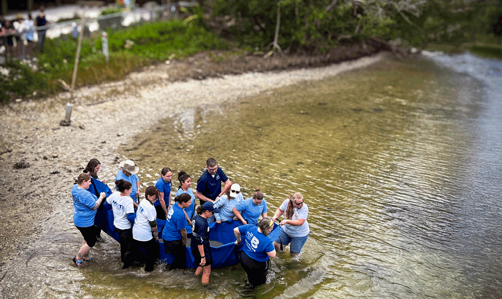 Bishop Releases Three Manatees