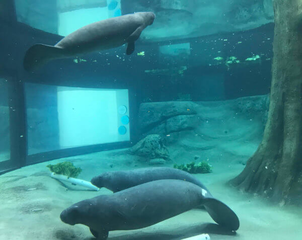 Underwater image of one of the manatees at the rehabilitation habitat in the Bishop Museum of Science and Nature.