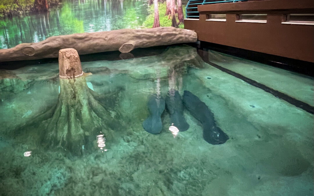 The Bishop Receives Three New Manatees