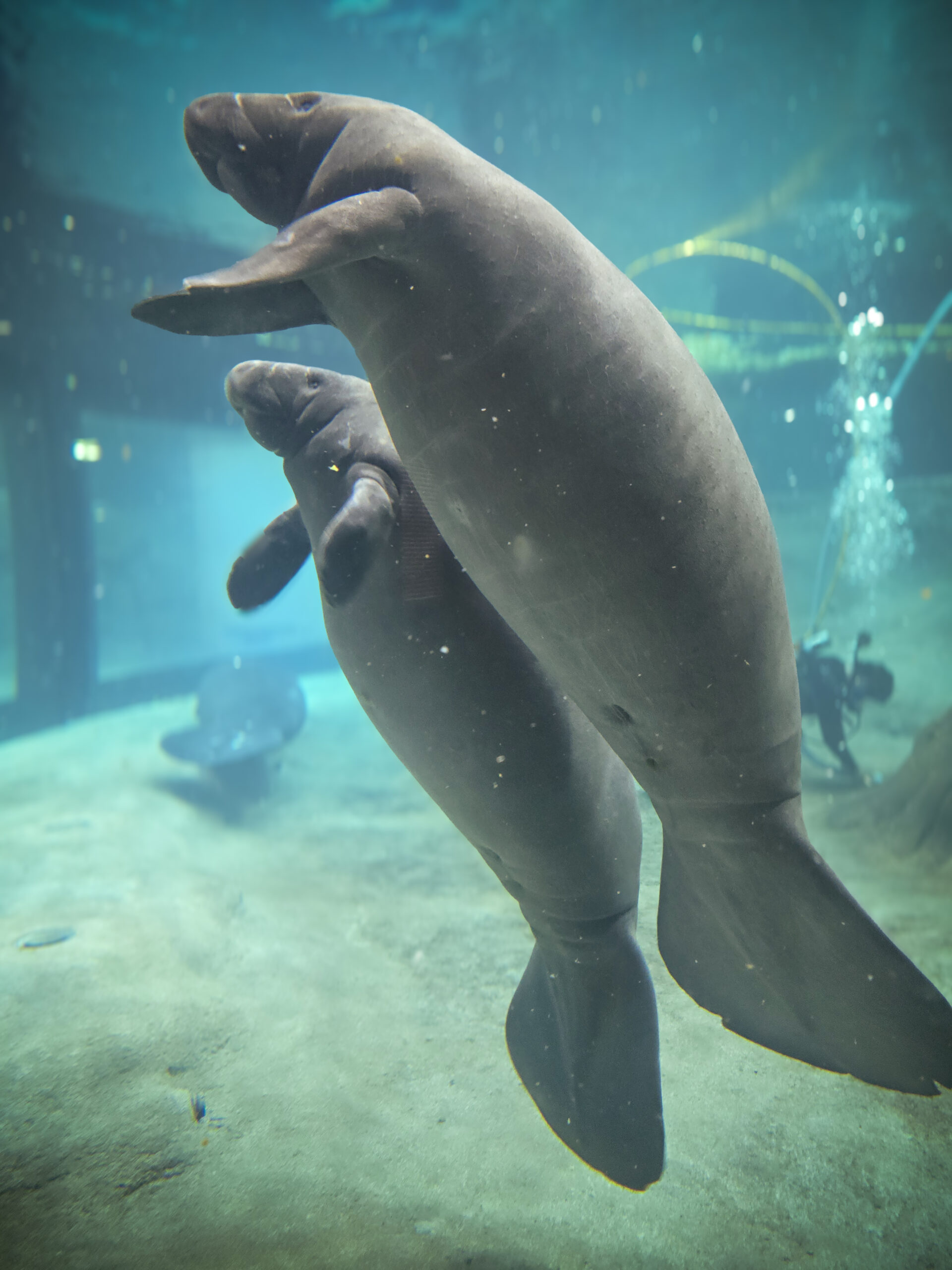 Mandalore the manatee