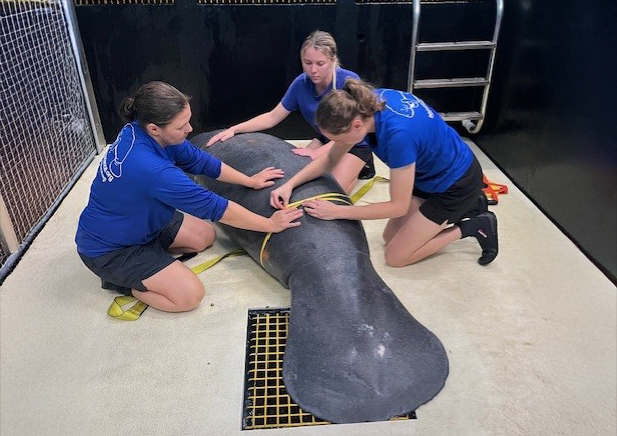 Animal Care team members taking measurements of a rehabilitating manatee.