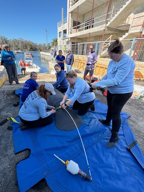 Staff fit Kyber the manatee with a tracker