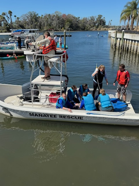 Staff prepare Kyber the manatee for a boat release
