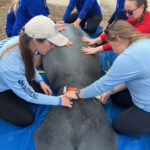 Staff fit Mandalore the manatee with a tracker
